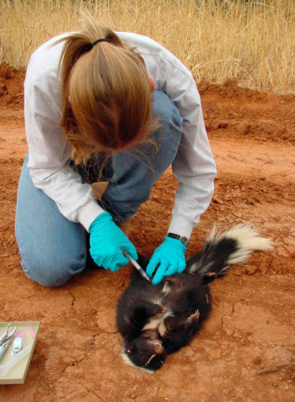 USDA scattering rabies vaccines for wildlife in 13 states