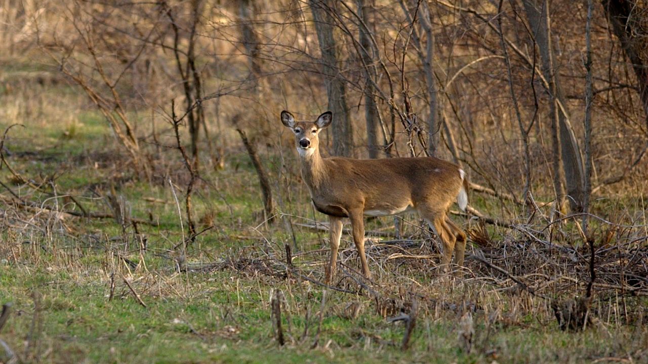 This year's youth gun season had the second highest total of deer harvested, coming close to beating 2007's totals for the weekend event. (AP Photo/Kevin Rivoli)