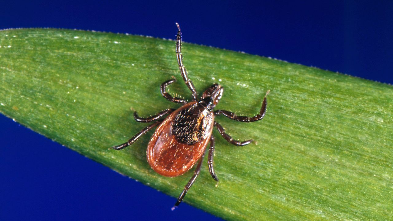 This undated photo provided by the U.S. Centers for Disease Control and Prevention (CDC) shows a blacklegged tick, which is also known as a deer tick. Ticks will be more active than usual early in spring 2023, and that means Lyme disease and other tick-borne infections could spread earlier and in greater numbers than in a typical year. Ticks can transmit multiple diseases that sicken humans, and deer ticks, which spread Lyme, are a day-to-day fact of life in the warm months in New England and the Midwest. (CDC via AP, File)