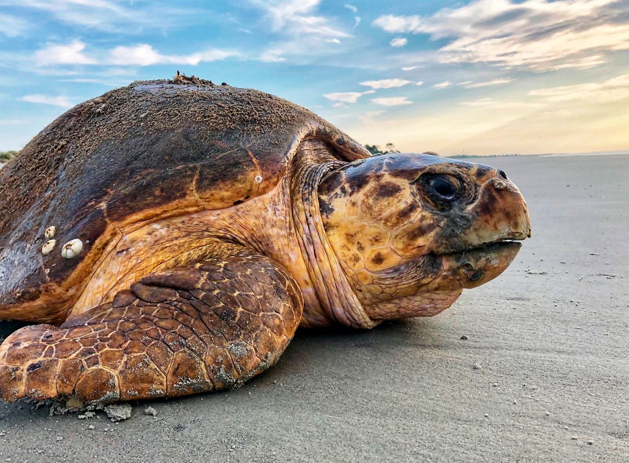 Nominees for NC’s State Marine Mammal, Saltwater Reptile