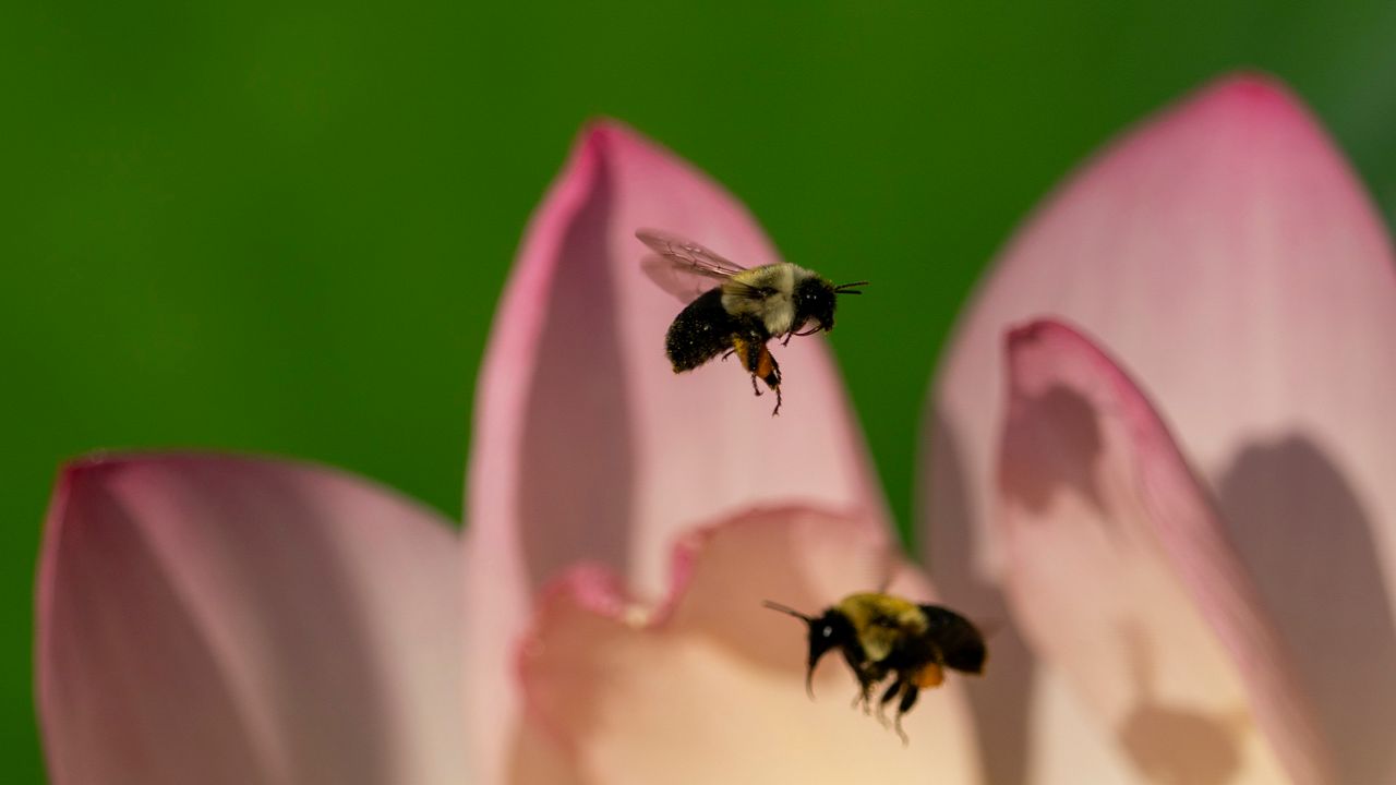 Bees fly among blooming lotus flowers. (AP Photo/Carolyn Kaster)