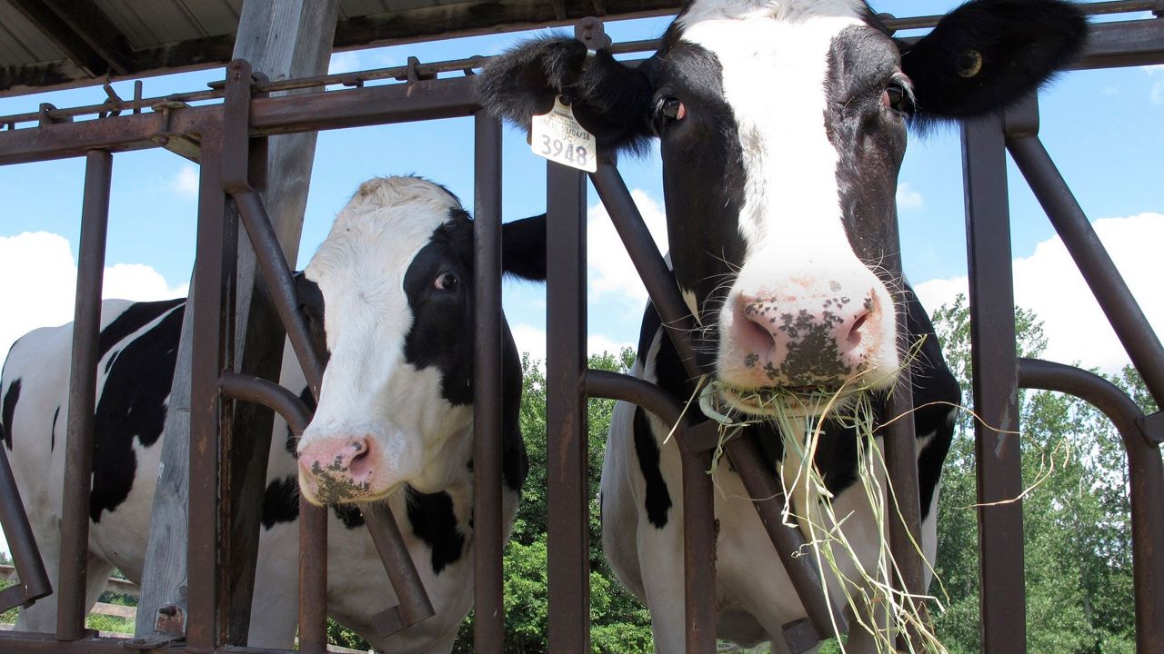Cows on pasture at the University of Vermont dairy farm eat hay in a Thursday, July 23, 2020 file photo, in Burlington, Vt. (AP Photo/Lisa Rathk, Filee)