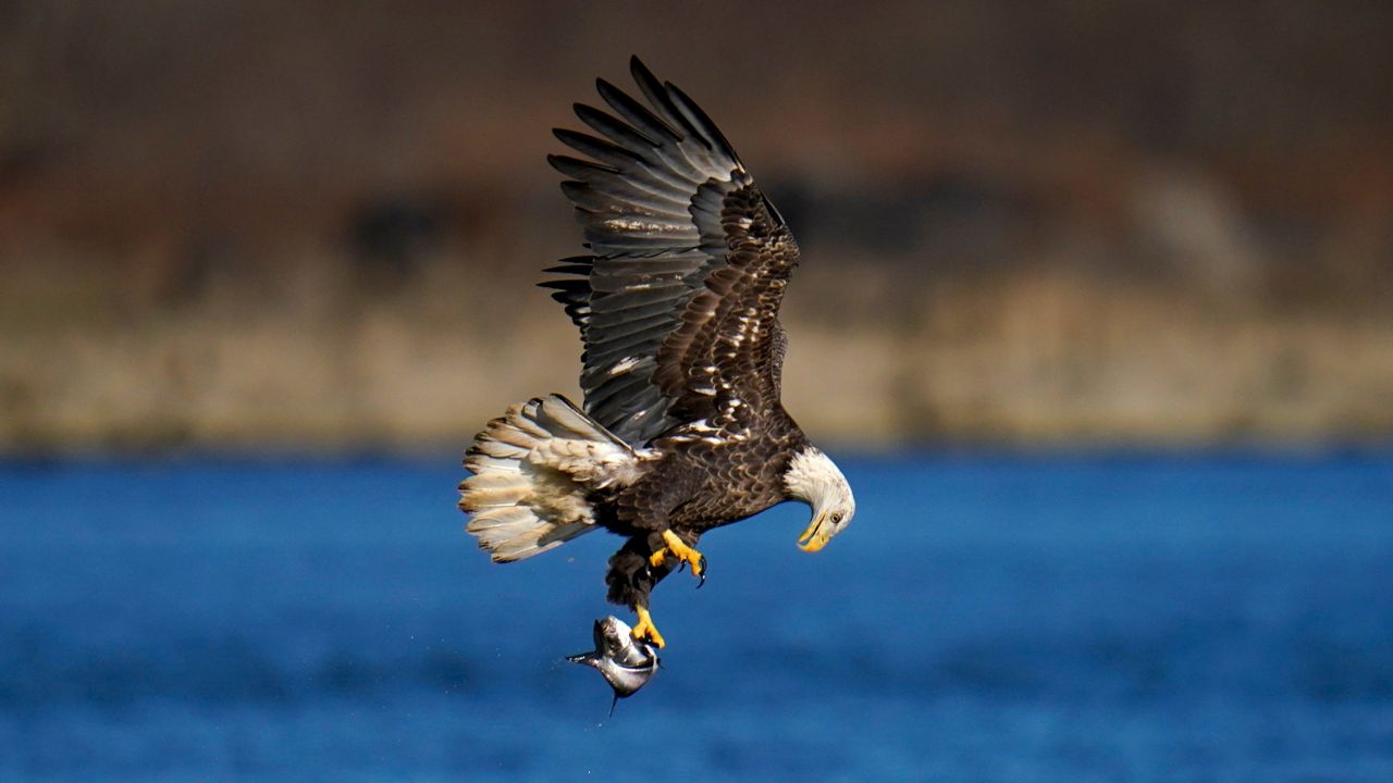 search-for-the-mighty-bald-eagle-this-winter