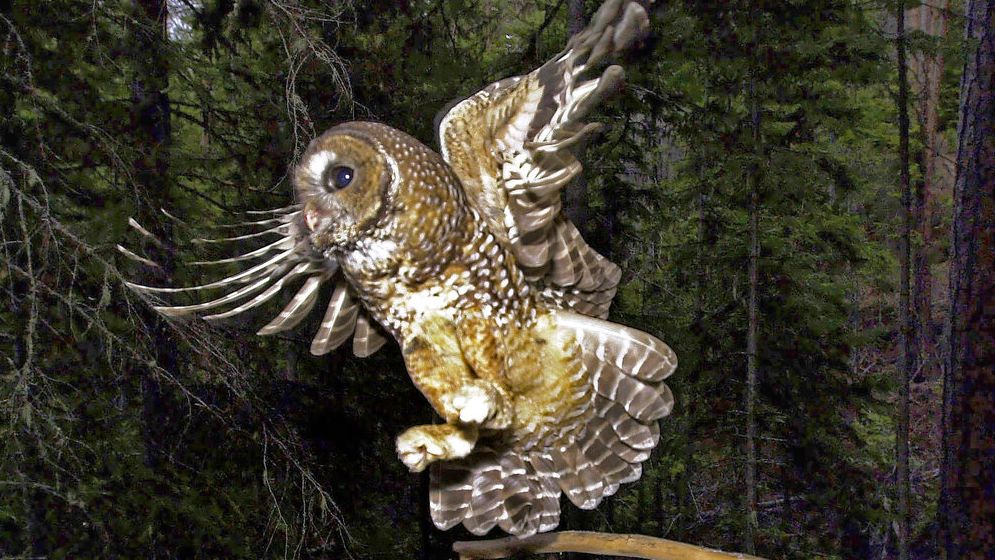 Already Threatened, Rare Wildlife Dealt Blow by Trump Administration Rule Change