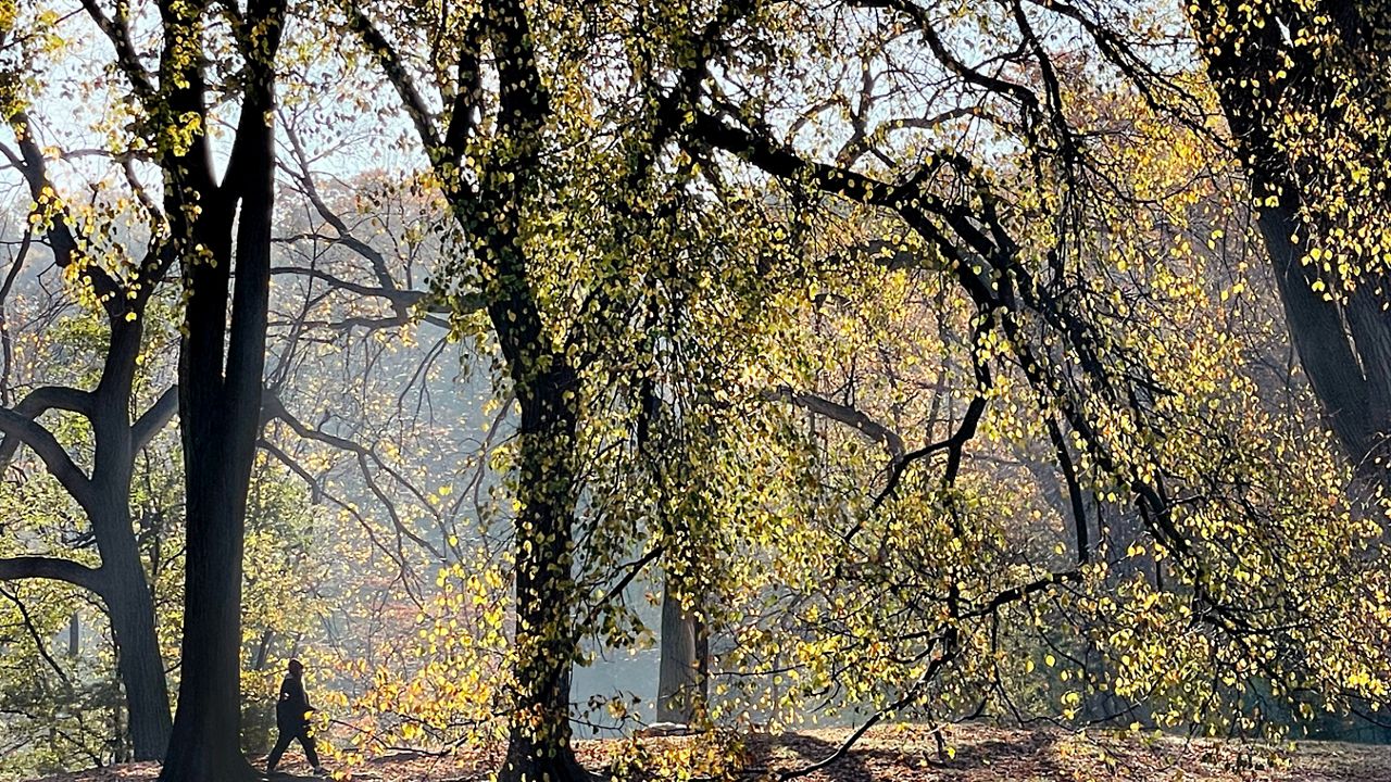 A woman walks through a grove of trees in Prospect Park.