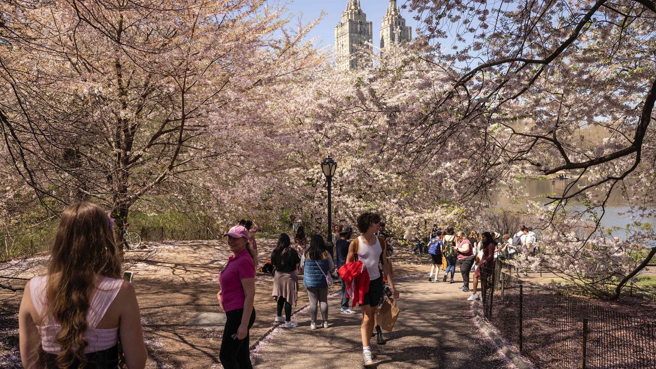 Visitors to Central Park enjoyed the blossoms on cherry trees on a sunny day, April 13, 2023.