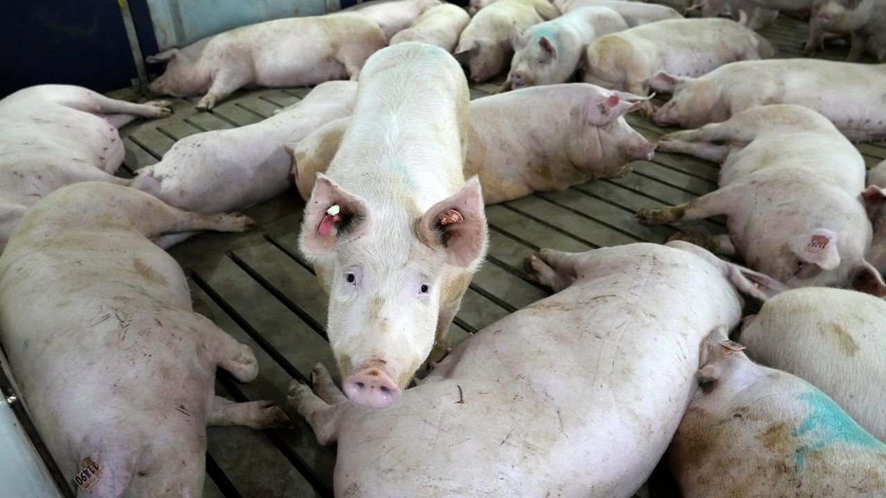 Farm bill proposes legislation to overrule California's Prop. 12