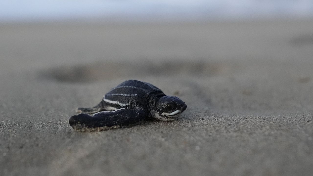 leatherback-hatchling-AP