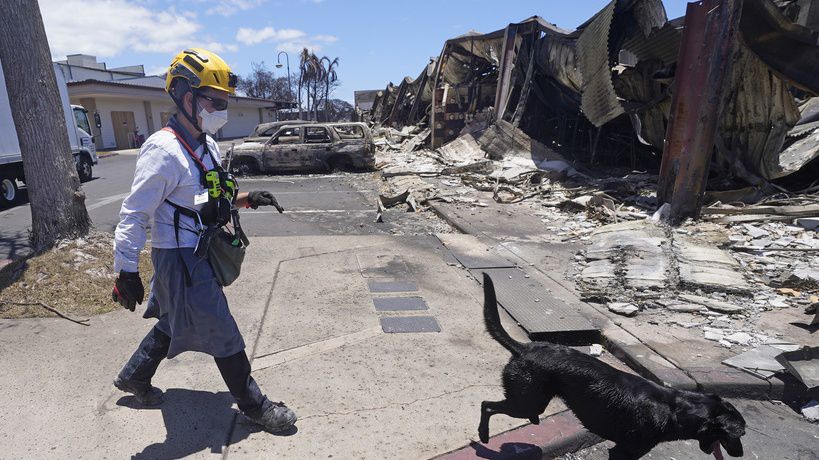 A member of a search-and-rescue team walks with her cadaver dog near Front Street, Saturday, Aug. 12, 2023, in Lahaina, Hawaii, following heavy damage caused by wildfires. (AP Photo/Rick Bowmer, File)