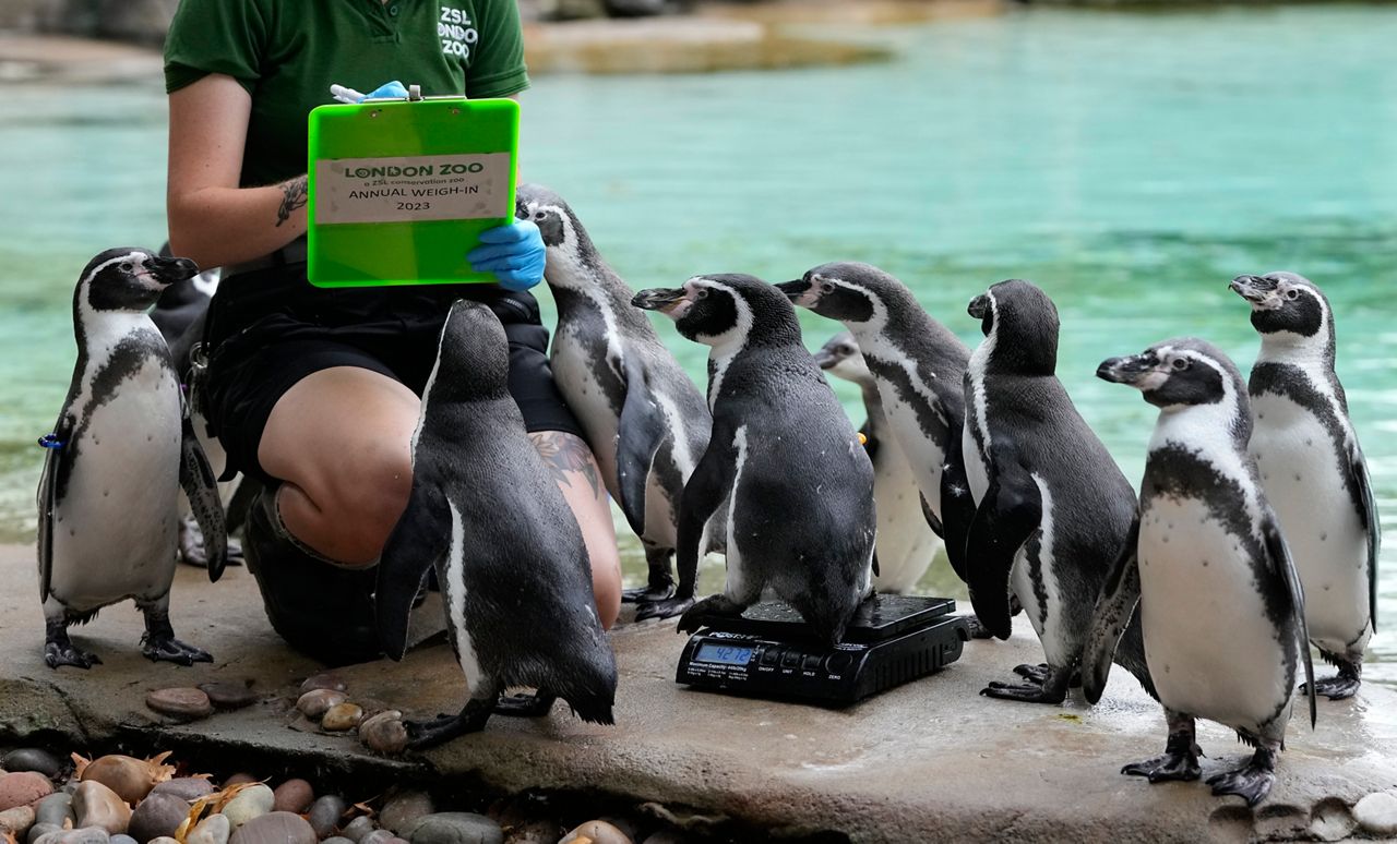 Animals of London Zoo get annual weighin