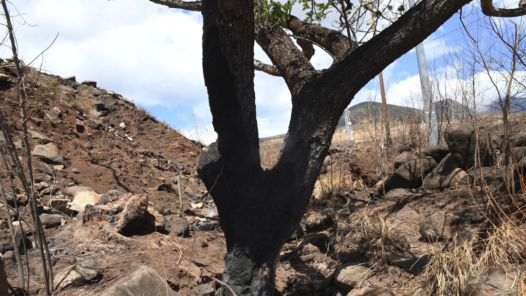 This photo provided by the Morgan & Morgan law firm shows a charred tree in Lahaina, Maui, Hawaii on Aug. 30, 2023. Investigators are examining pieces of evidence as they seek to solve the mystery of how a small, wind-whipped fire sparked by downed power lines and declared extinguished flare up again hours later into a devastating inferno. (Morgan & Morgan via AP)