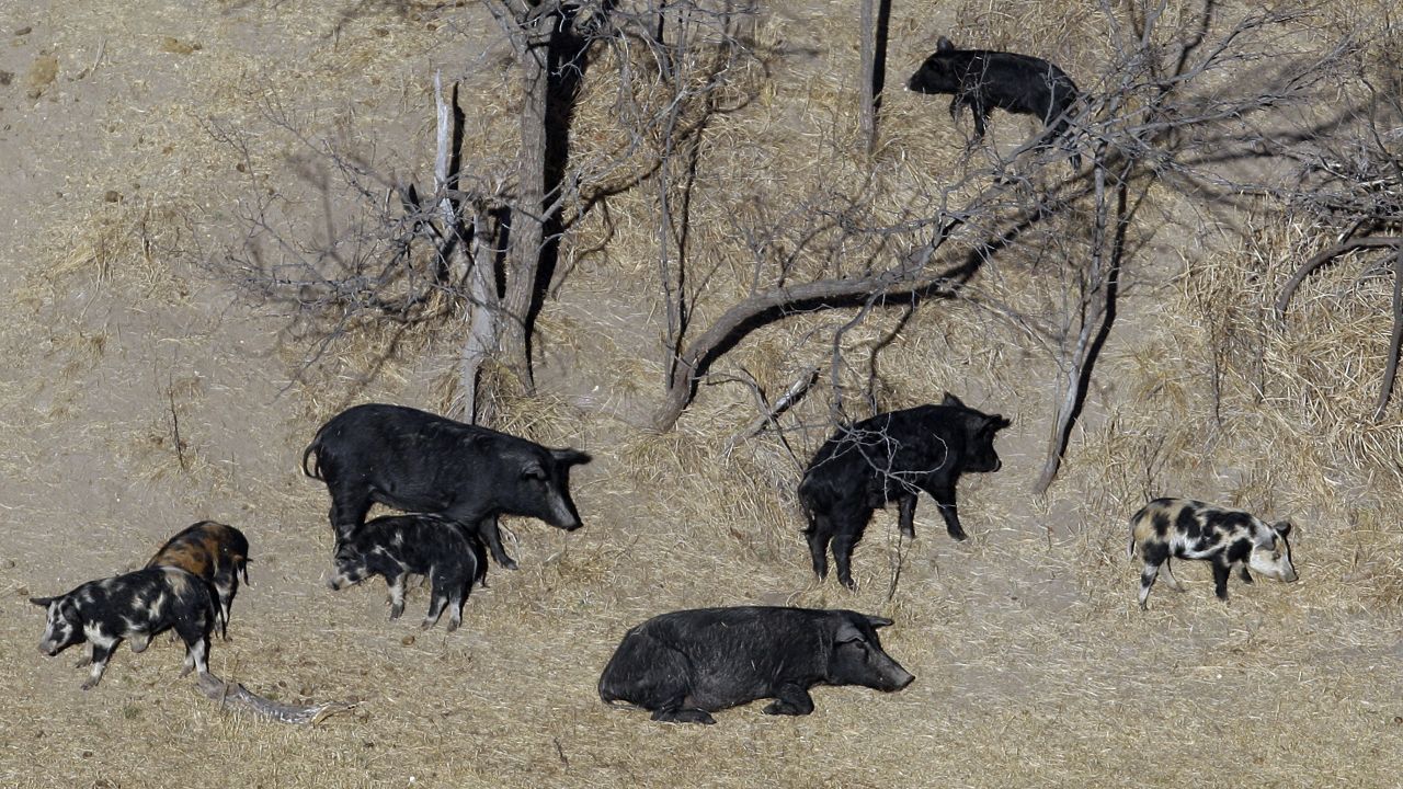 Feral pigs roam near a Mertzon, Texas ranch. (AP Photo/Eric Gay, File)