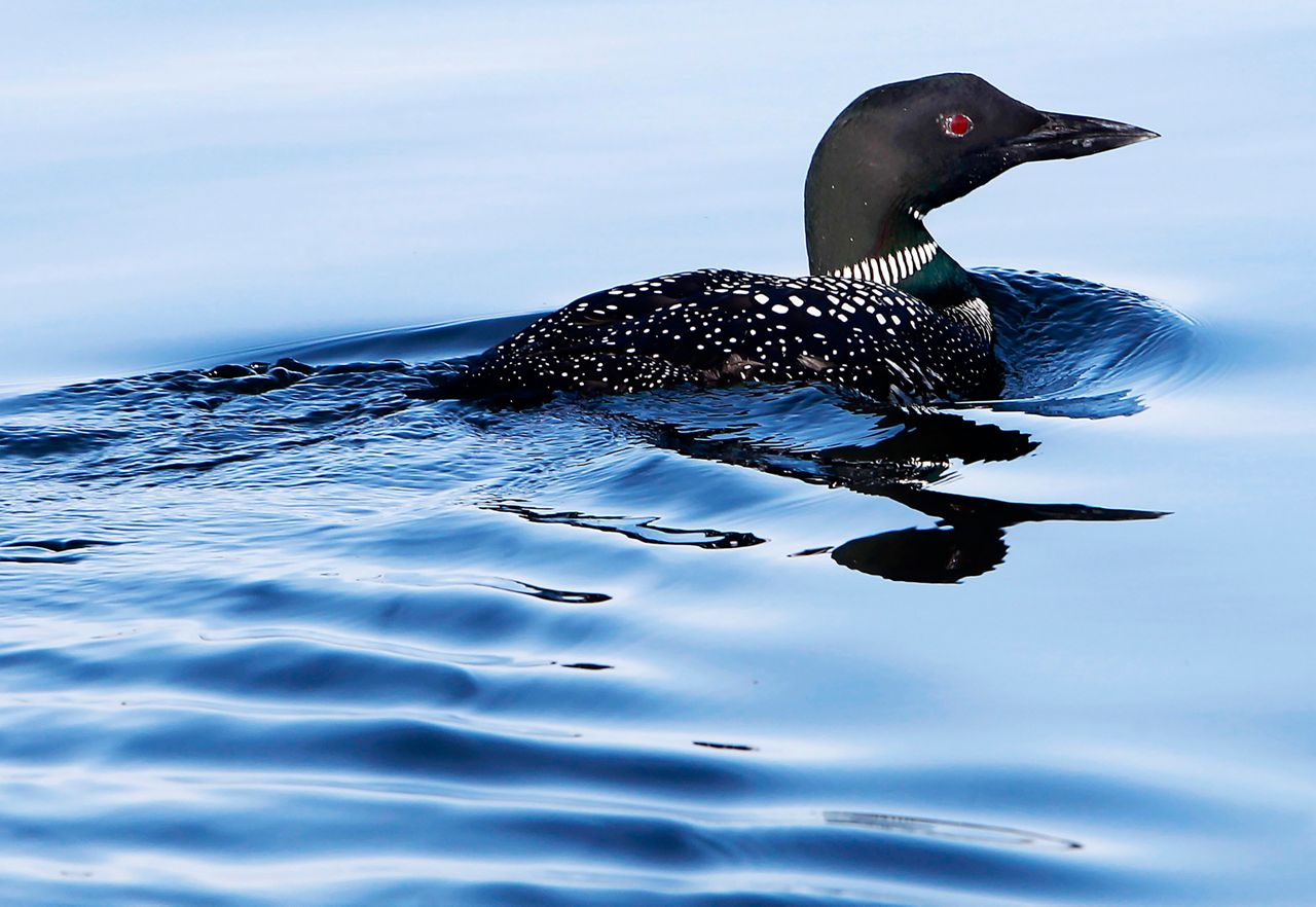 FILE - A loon swims on Lake Winnipesaukee, April 20, 2014, in Wolfeboro, N.H. The population of the beloved Maine bird dipped for the second straight year, but wildlife counters said they are heartened by an increased number of the bird's chicks. Maine Audubon, which conducts a loon count every year, said Monday, Dec. 4, 2023, it projects a population of 2,892 of the birds based on this year's results. That is down slightly from a year ago and about a 16% drop from the 2021 total. (AP Photo/Jim Cole, File)