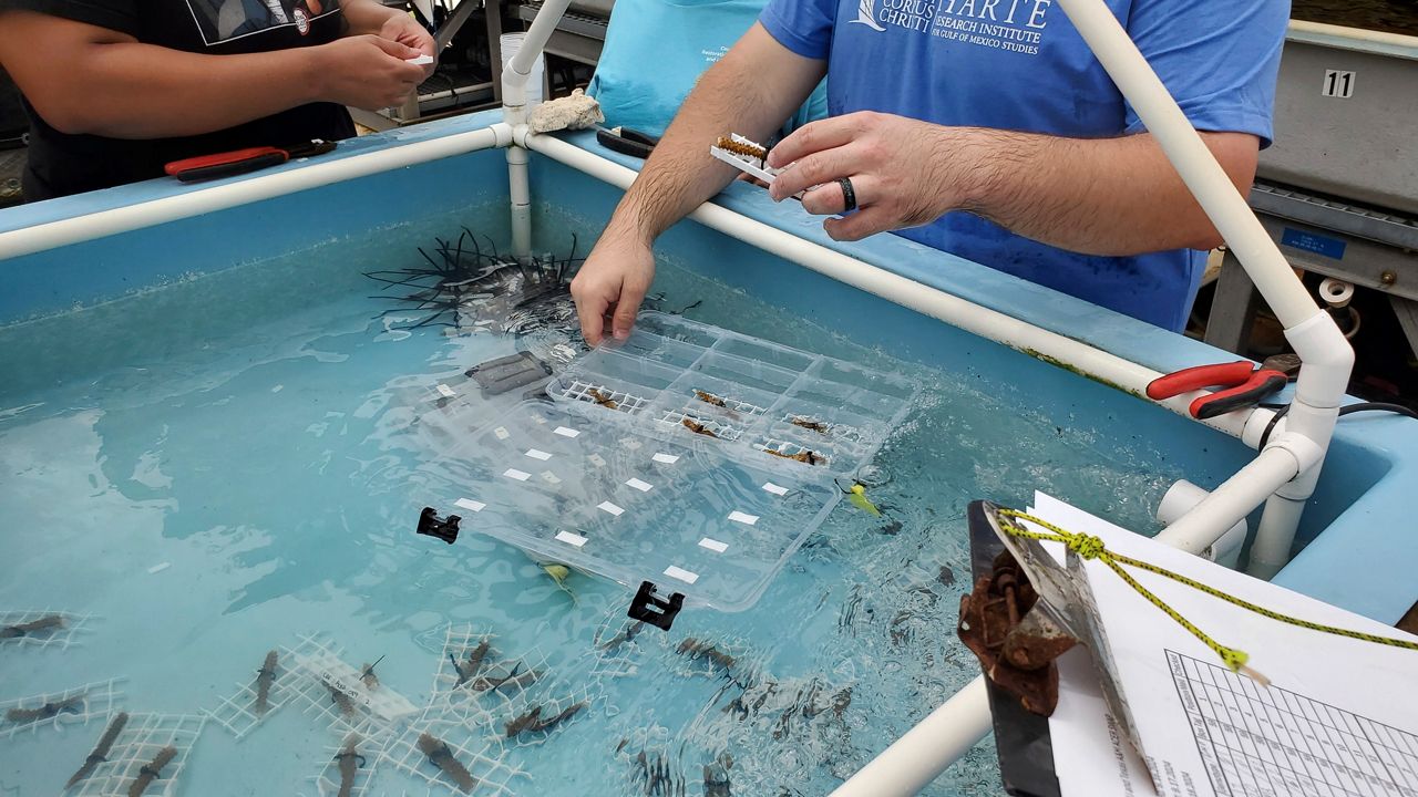 Researchers with Texas A&M University-Corpus Christi and Nova Southeastern University prepare live corals for transport at the NSU's Oceanographic Campus in Dania Beach, Fla., Sept. 18, 2024. (AP Photo/David Fischer)