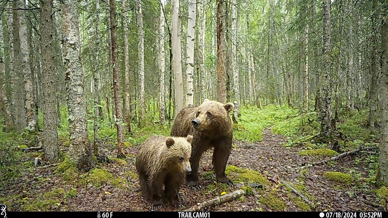 It's not just Fat Bear Week in Alaska