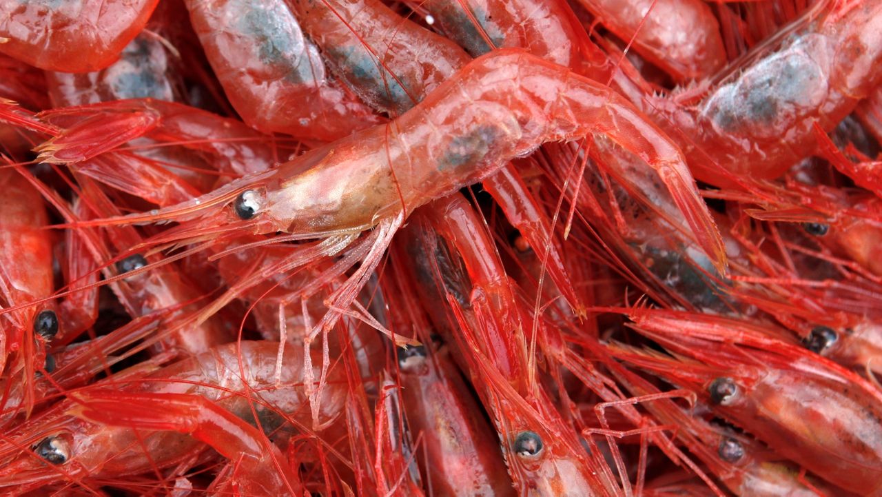 FILE - In this Jan. 6, 2012, file photo, northern shrimp lie in a pile aboard a trawler in the Gulf of Maine. (AP Photo/Robert F. Bukaty, File)