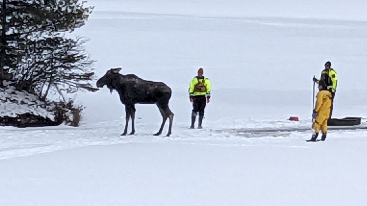 moose in lake