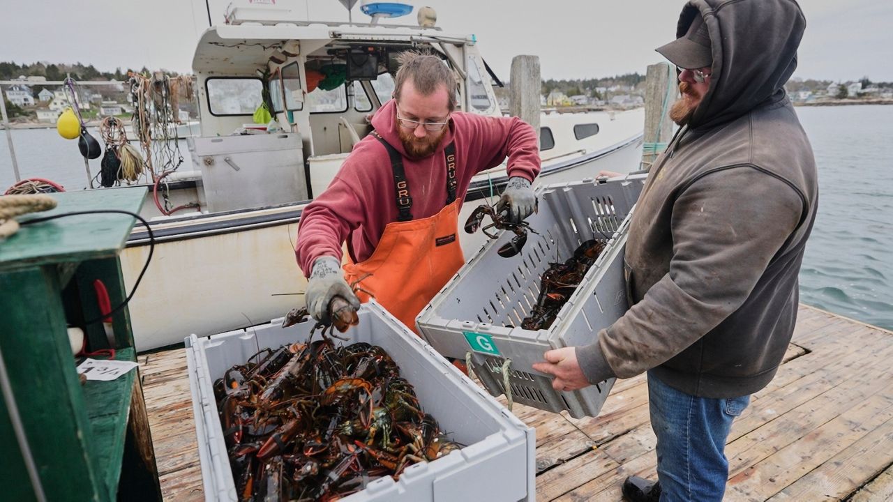 Commercial dealers weigh creates of lobsters on a dock in Stonington, Maine, on Friday, May 2, 2025. (AP Photo/Robert F. Bukaty)