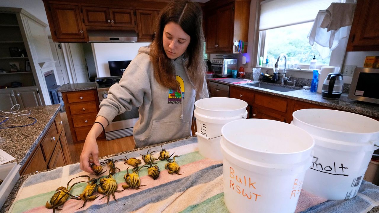 University of Miami intern Grace Welles sorts pre-molt green crabs Thursday, June 11, 2026, in York, Maine. (AP Photo/Robert F. Bukaty)