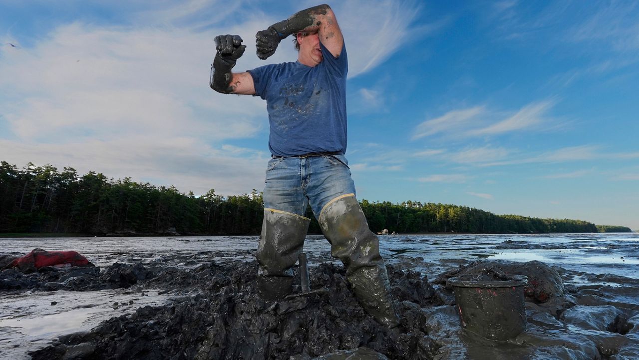 Chad Coffin wipes sweat from his face while harvesting clams in the mud at low tide on the Harraseeket River, Tuesday, June 16, 2026, in Freeport, Maine. (AP Photo/Robert F. Bukaty)