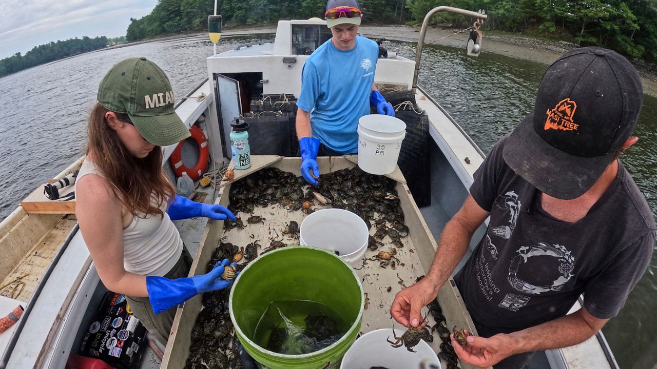 Interns Grace Welles, left, and Jackson Martine, center, sort green crabs with Mike Masi while working the York River, Thursday, June 11, 2026, in York, Maine. (AP Photo/Robert F. Bukaty)
