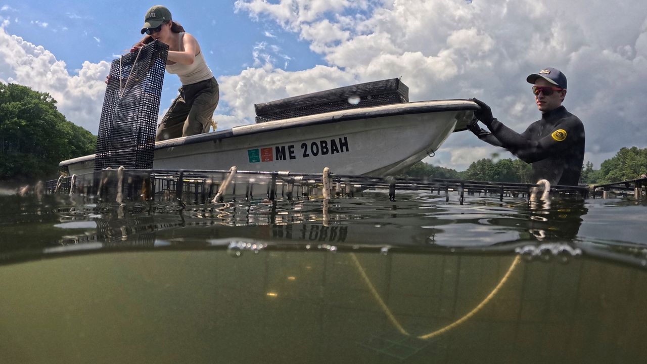 Grace Welles, left, places a mesh basket containing small green crabs into submerged grow cages while working with Jackson Martine on the York River, Thursday, June 11, 2026, in York, Maine. (AP Photo/Robert F. Bukaty)