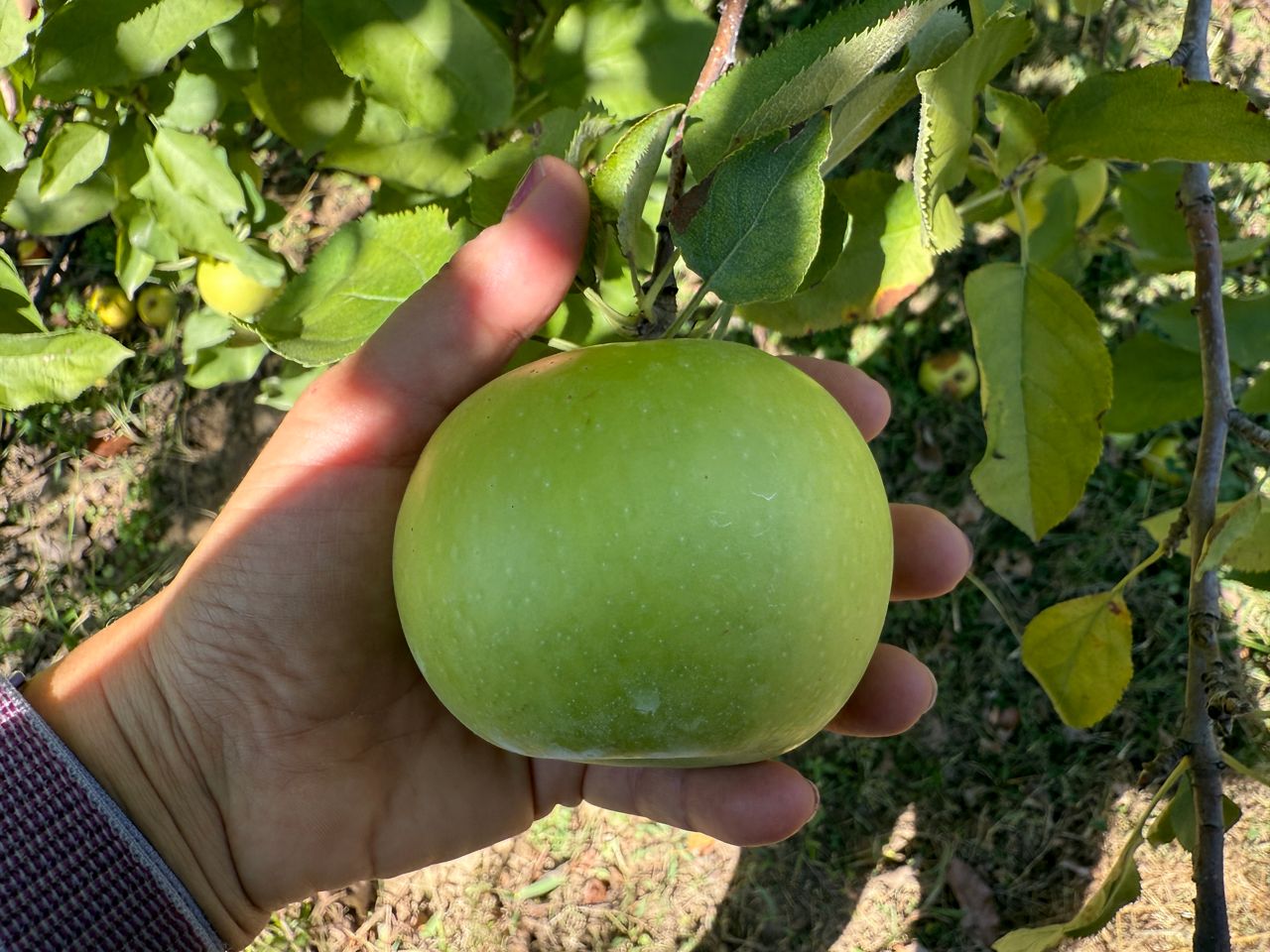 The weather is perfect for apple picking