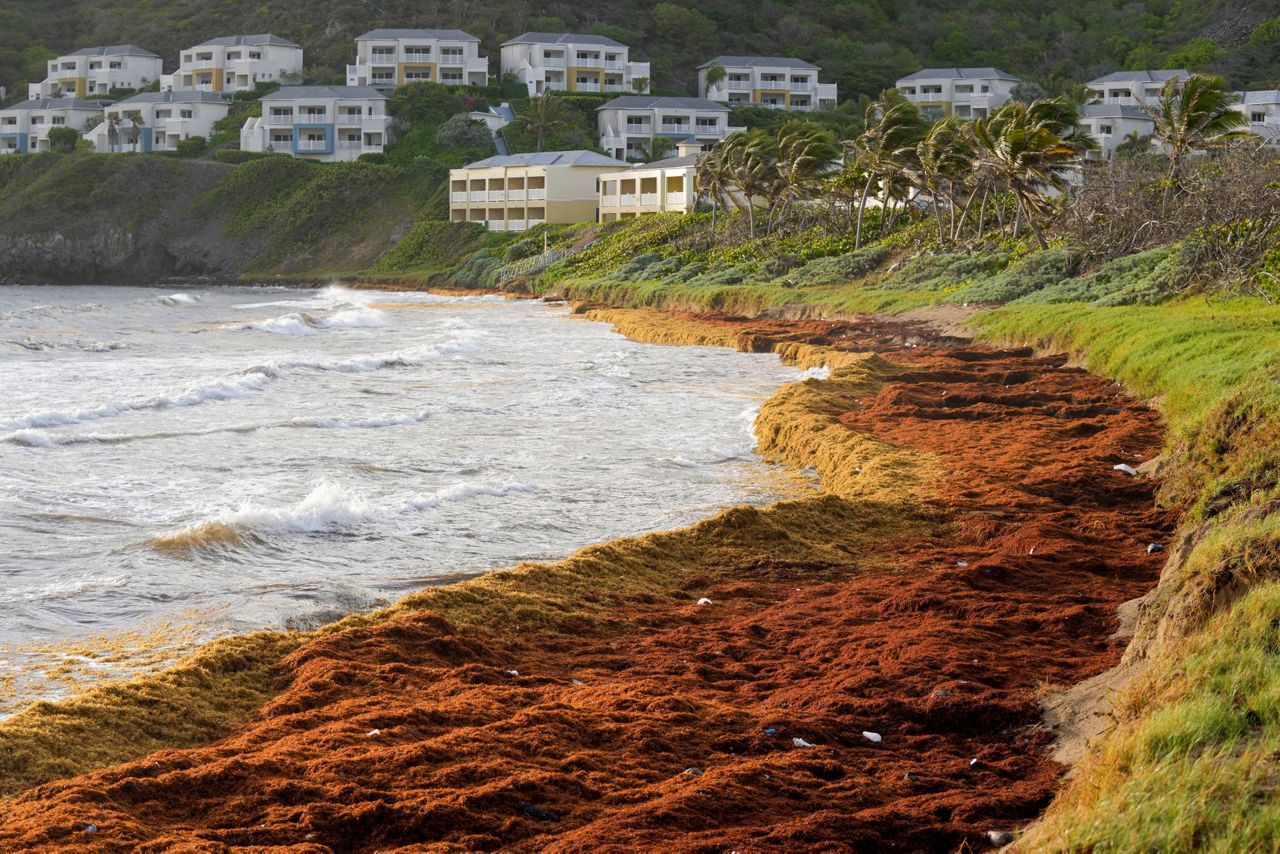 Record amount of seaweed is choking shores in the Caribbean