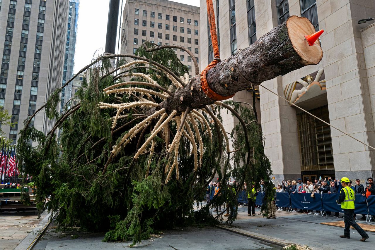 Holiday arrival Rockefeller tree ushers in Christmas season