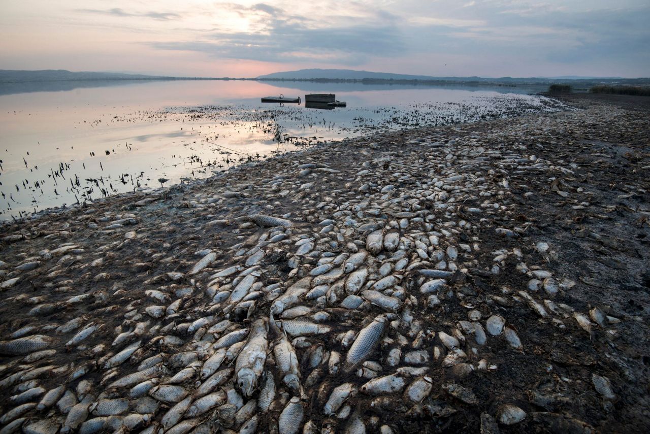Greece Oxygenstarved fish dying in droughthit lake