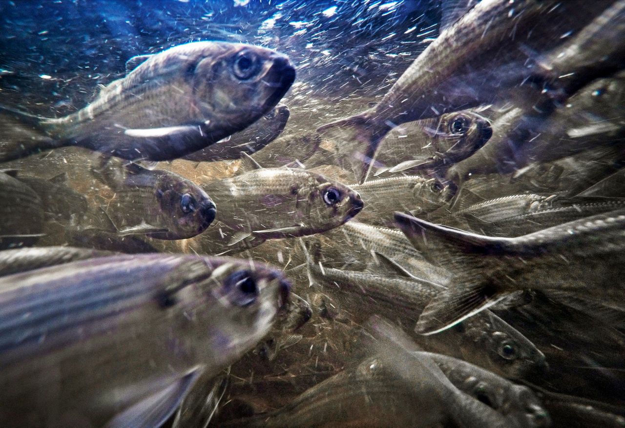 River herring, once eyed for endangered list, grow in counts