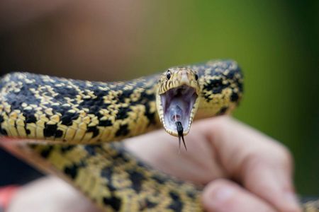 Memphis 'snake factory' transplants slither into their new home in  Louisiana