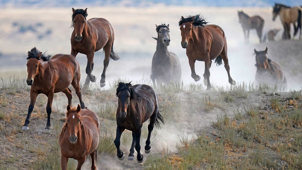 Mustang roundups fuel deepening debate as drought grips West