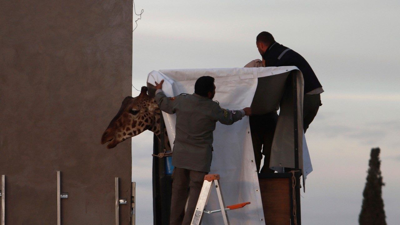 Workers prepare Benito the giraffe for transport at the city-run Central Park Zoo in Ciudad Juarez, Mexico, Sunday, Jan. 21, 2024. After a campaign by environmentalists, Benito left Mexico's northern border and its extreme weather conditions Sunday night and headed for a conservation park in central Mexico, where the climate is more akin to his natural habitat and already a home to other giraffes. (AP Photo/Christian Chavez)