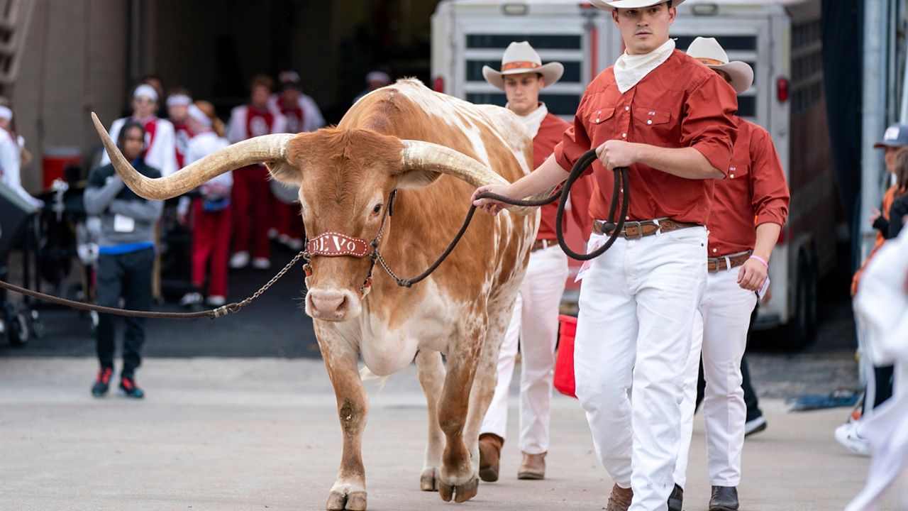 Texas live Longhorn mascot Bevo is led onto the field before an NCAA college football game between Texas and Oklahoma at the Cotton Bowl, Oct. 7, 2023, in Dallas. (AP Photo/Jeffrey McWhorter, File)