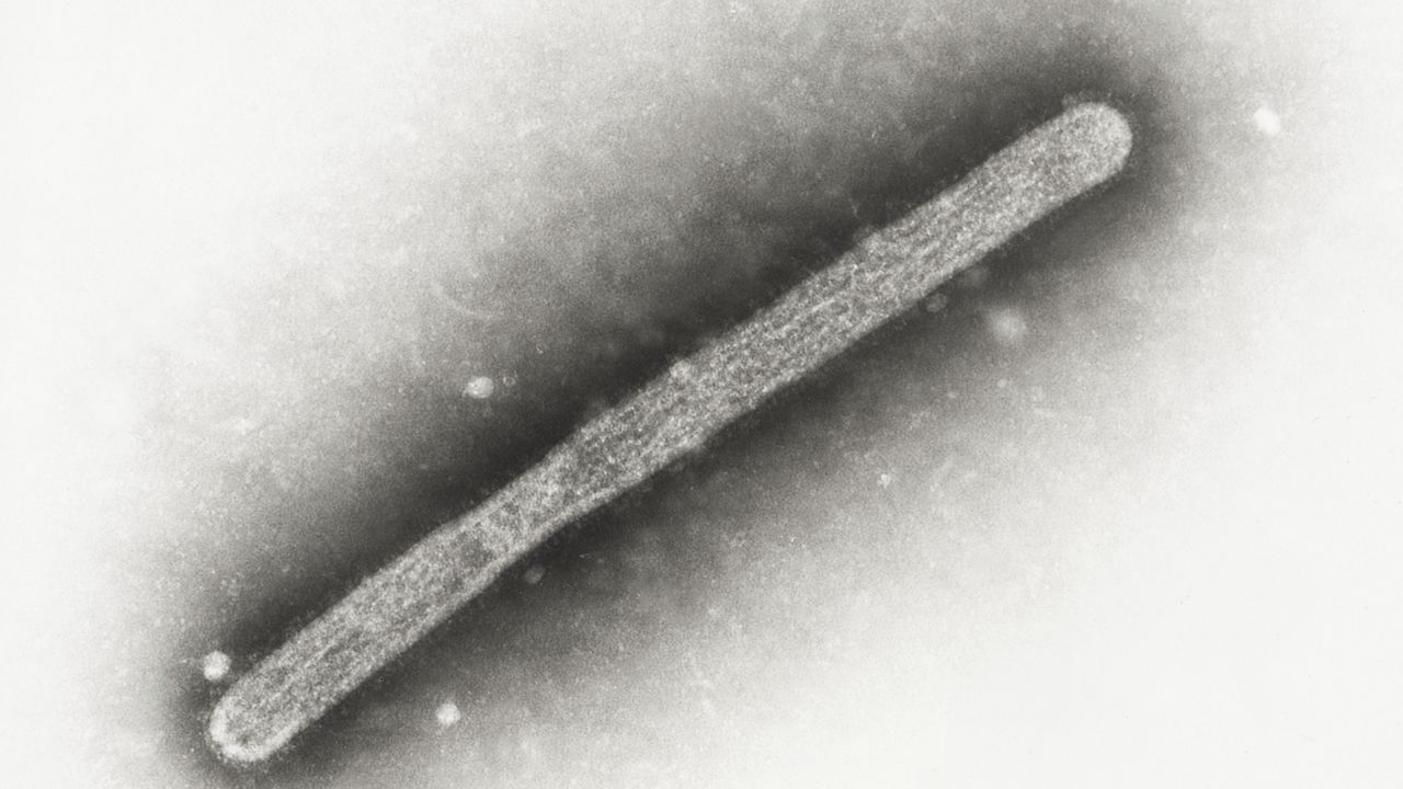 This 2005 electron microscope image shows an avian influenza A H5N1 virion. (Cynthia Goldsmith, Jackie Katz/CDC via AP)