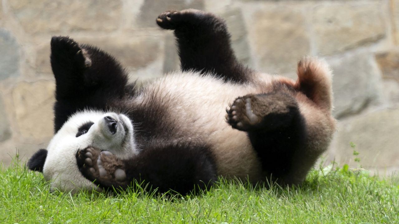 Giant panda Xiao Qi Ji plays at his enclosure at the Smithsonian National Zoo in Washington, Sept. 28, 2023. (AP Photo/Jose Luis Magana)