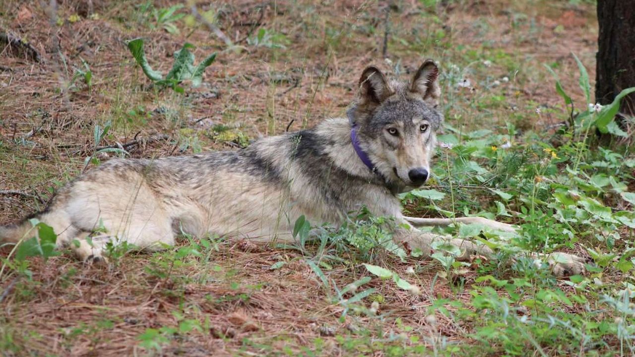 In this Feb. 2021, file photo released by California Department of Fish and Wildlife shows a protected gray wolf (OR-93), seen near Yosemite, Calif., shared by the state's Department of Fish and Wildlife. (California Department of Fish and Wildlife via AP)