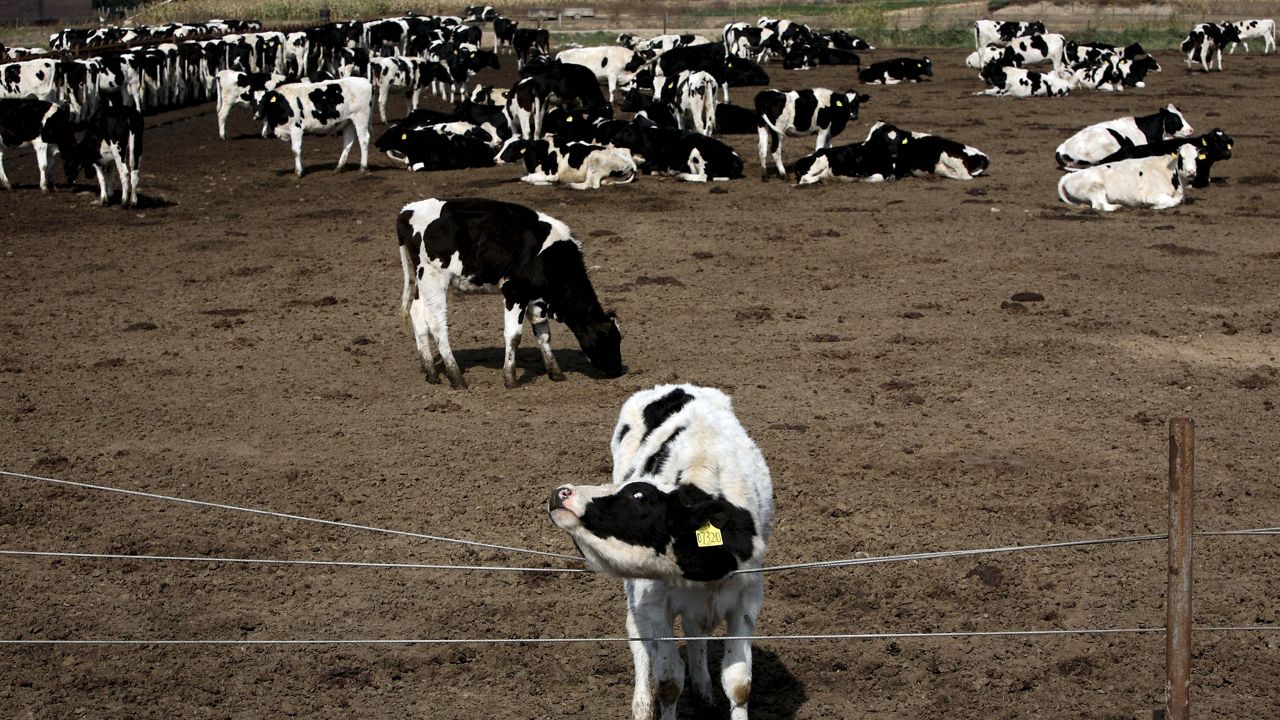 A cow scratches itself on the wire fence near other cows resting at a dairy farm near Hohhot, northwestern China's Inner Mongolia province, on Oct. 7, 2008. (AP Photo/Ng Han Guan)