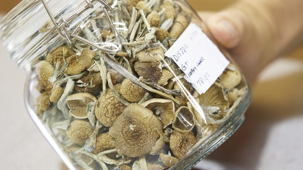 Gared Hansen shows psilocybin mushrooms that are ready for distribution in his Uptown Fungus lab in Springfield, Ore., Monday, Aug. 14, 2023. (AP Photo/Craig Mitchelldyer)