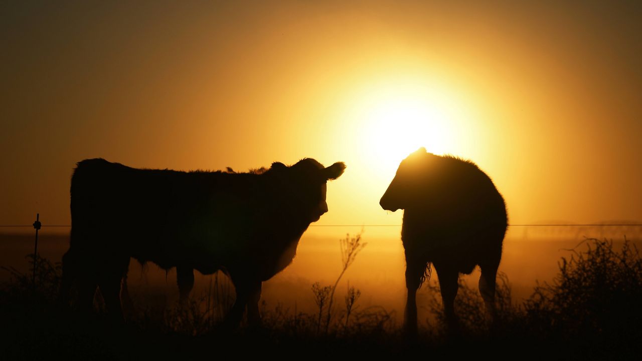 ‘This is not a fix for the cattle industry': Texas ranchers voice prime concern with Trump's beef import plan