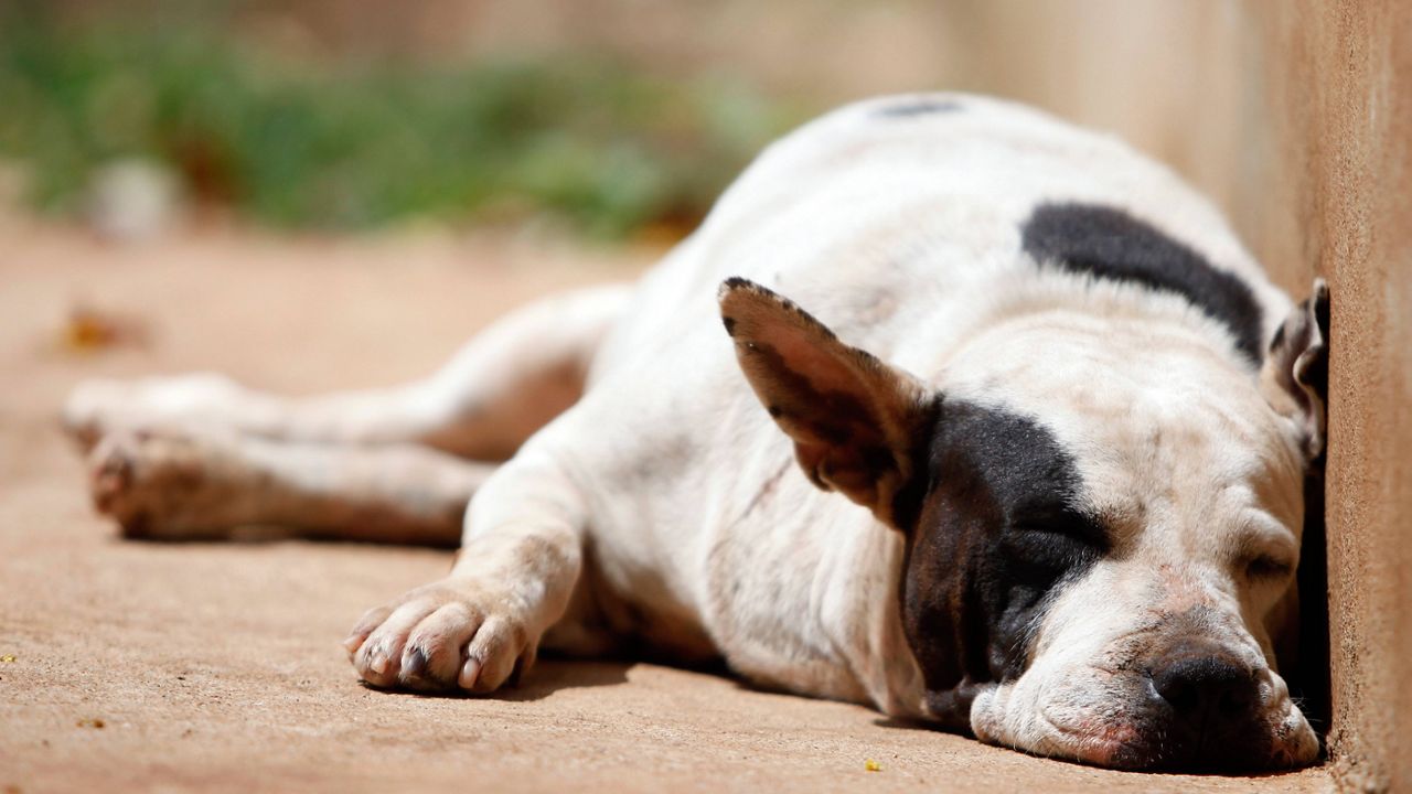 A dog in the Canita Sanctuary in Guayama. (Ricardo Arduengo/AP Images for The Humane Society of the United States)