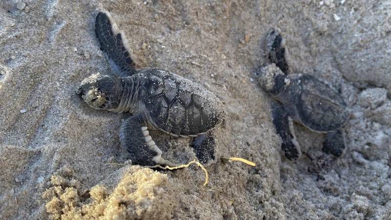 A pair of Green Sea Turtle hatchings make their way to the Atlantic Ocean in this Aug. 8, 2023, photo at the Canaveral Sea Shore in Cape Canaveral, Fla. By most measures, it was a banner year for sea turtle nests at beaches around the U.S., including record numbers for some species in Florida and elsewhere. Yet the positive picture for turtles is tempered by climate change threats, including higher sand temperatures that produce fewer males, changes in ocean currents that disrupt their journeys and increasingly severe storms that wash away nests. (Stella Maris/Florida Space Coast Office of Tourism via AP)