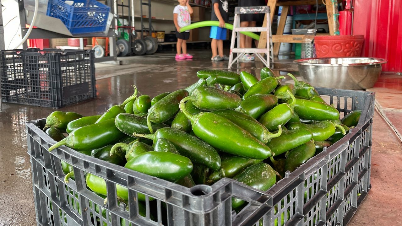 A basket of fresh harvested green chile waiting to be roasted at Grajeda Hatch Chile Market in New Mexico. (AP Photo/Susan Montoya Bryan, File)