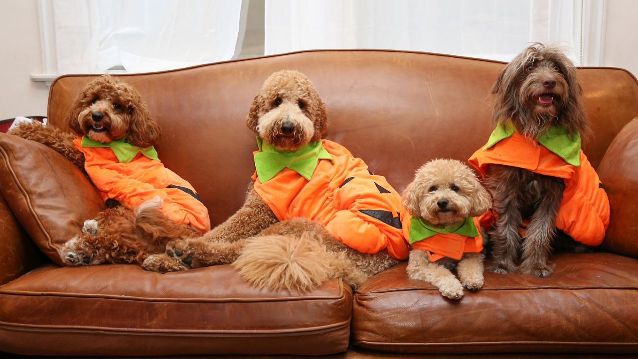 pet safety halloween