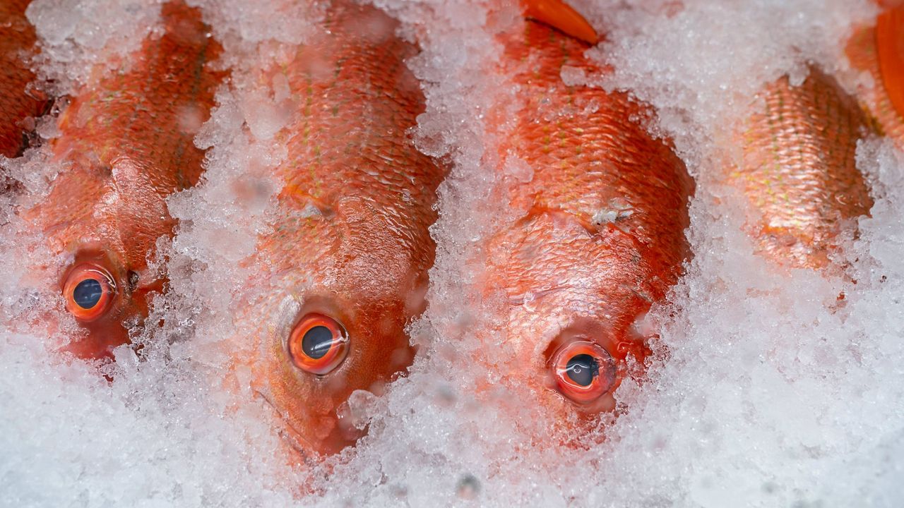 Red snapper is displayed for sale at the Eastern Market on Capitol Hill in Washington on Nov. 11, 2021. Anglers will be able to go after red snapper off Louisiana for eight more days, starting at 12:01 a.m. Friday, Oct. 7, 2022. (AP Photo/J. Scott Applewhite, File)