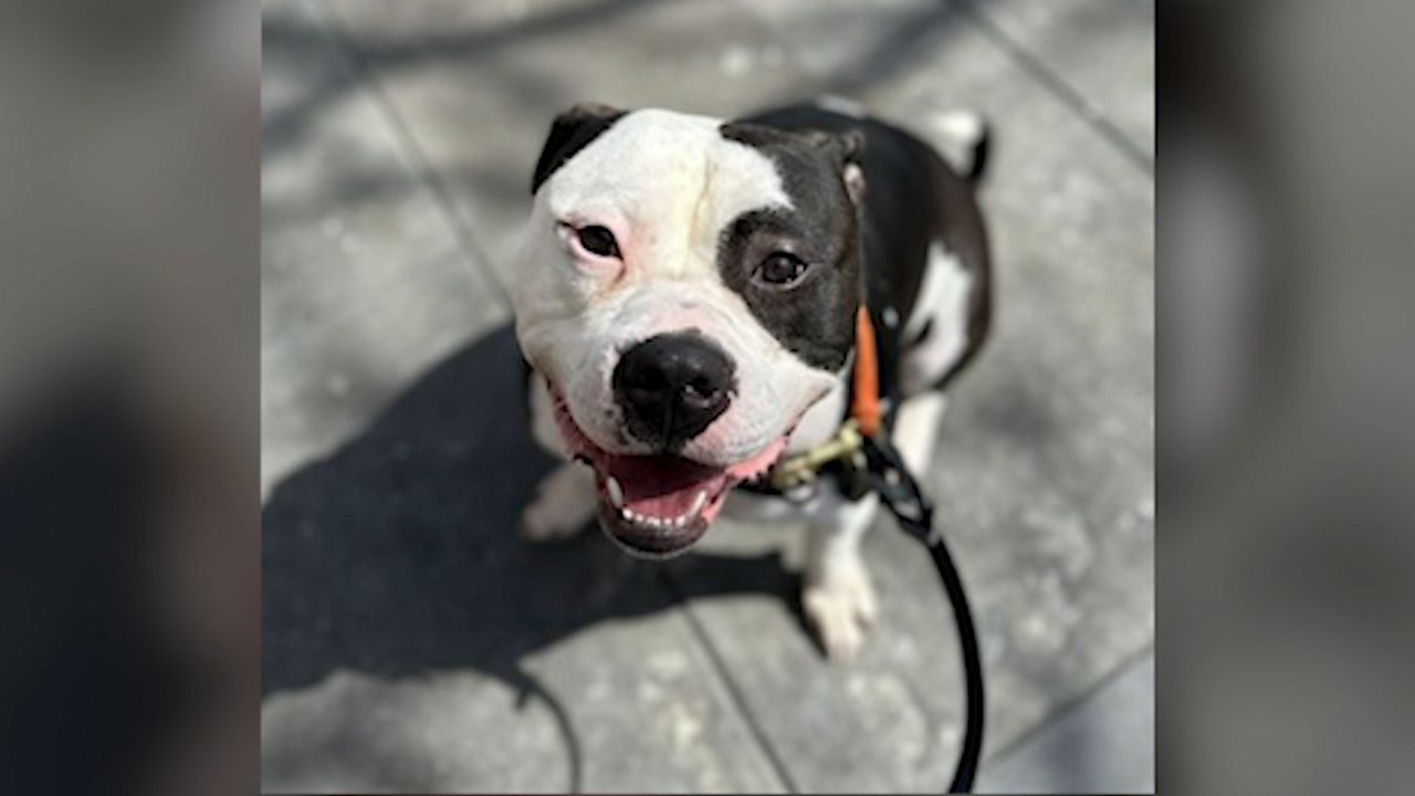 ASPCA