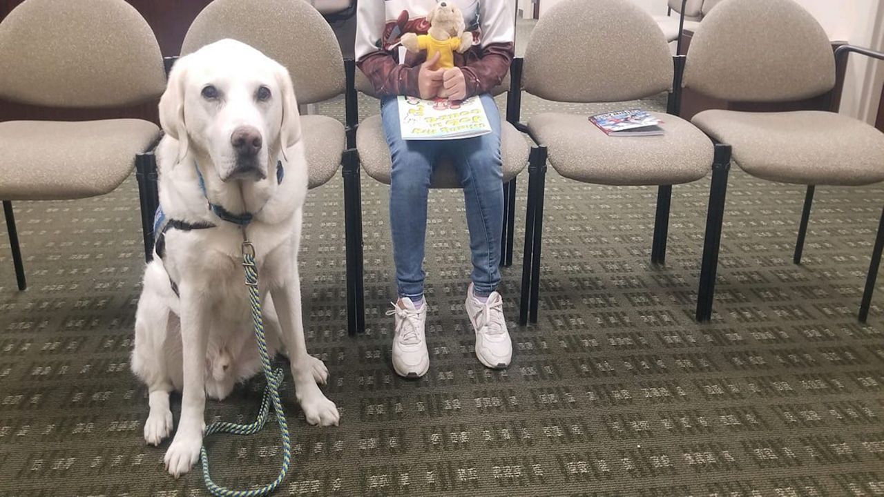 a white dog with a child