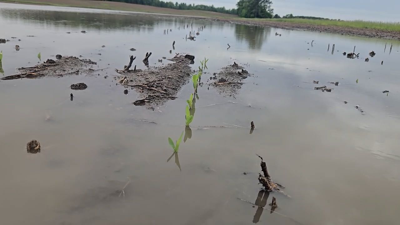 Flooding puts crops at risk in Ohio