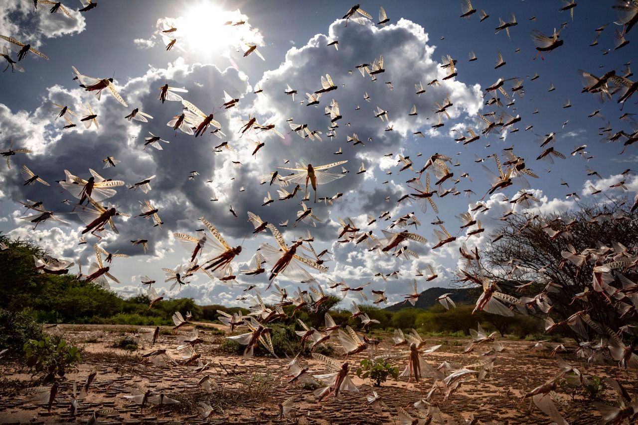 New, larger wave of locusts threatens millions in Africa